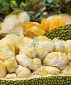 Mít tố nữ hương sầu riêng có xuất xứ từ Đài Loan