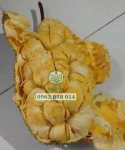 Cận cảnh trái mít mơ