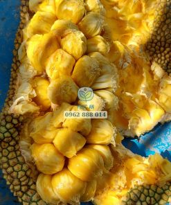 Cận cảnh trái mít mơ thơm ngon đẹp mắt