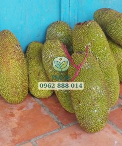 Thu hoạch mít mơ