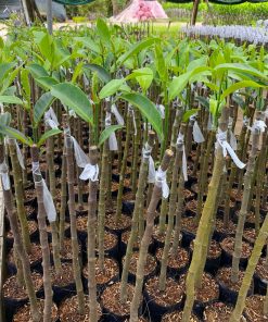 Cây giống mít mơ ghép bo tại Phúc An