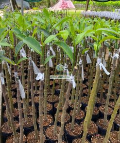 Cây giống mít mơ ghép bo - Phúc An