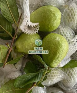 Trồng 6-8 tháng là ta có thể thu hoạch ổi lê đài loan