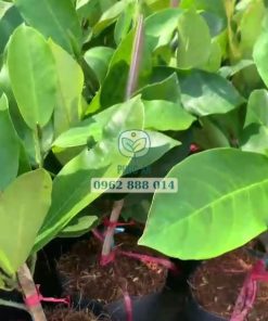 Cây giống mít tố nữ hương sầu riêng tháp cành - Phúc An