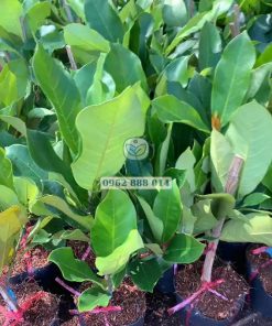 Cây giống mít tố nữ hương sầu riêng tháp cành