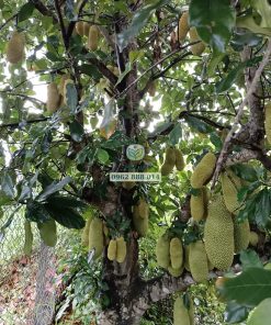 Cây mít mơ lâu năm tại Bến Tre