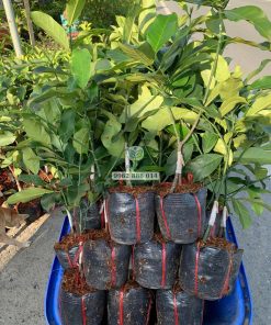 Cây giống mít mơ ghép chui cành