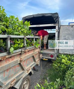 Giao cây giống ổi lê và ổi nữ hoàng cho khách của Phúc An