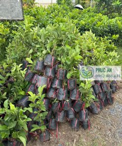 Giao cây giống ổi lê và ổi nữ hoàng cho khách của Phúc An