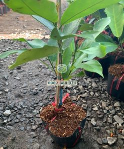 Cây giống mít tố nữ hương sầu riêng tháp cành - Phúc An