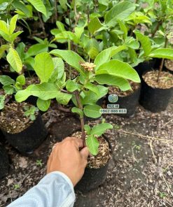 Cây giống ổi lê đài loan Phúc An cung cấp