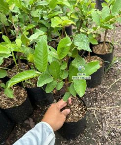 Cây giống ổi lê đài loan Phúc An cung cấp