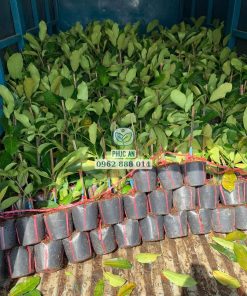 Lên xe giao cây giống mít tố nữ hương sầu riêng cho khách hàng