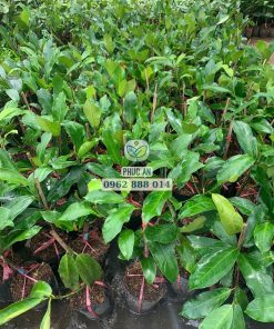 Cây giống mít tố nữ hương sầu riêng do Phúc An cung cấp