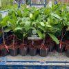Cây giống mít tố nữ hương sầu riêng tại Cây Giống Phúc An