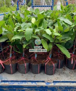 Cây giống mít tố nữ hương sầu riêng tại Cây Giống Phúc An