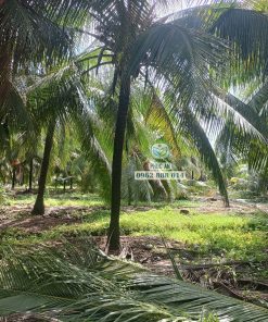 Cây dừa xiêm xanh lớn, thân cao 5m không tính lá - Cây Giống Phúc An