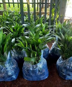 Phúc An gởi cau trái dài cho khách