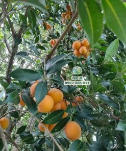 Trồng cây thanh trà từ cây chiết nhanh cho trái