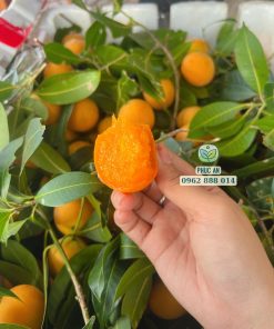 Cận cảnh trái thanh trà chưa