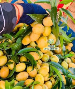 Trái thanh trà chua chua ngọt ngọt