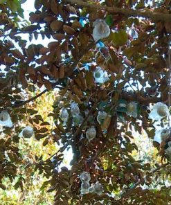 Vú sữa tím tứ quý cho năng suất rất cao