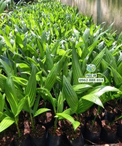 Cây giống cau ăn trầu trái dài do Phúc An cung cấp