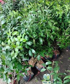 Cây thanh trà chua chiết cành khỏe mạnh tại Phúc An
