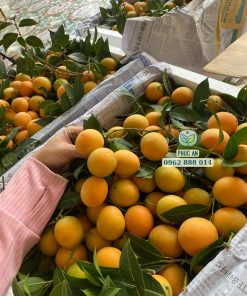 Thu hoạch thanh trà chua tại 1 vườn