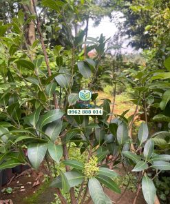 Cây giống thanh trà chua, nhánh chiết Phúc An bán cho khách hàng