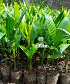 Cây giống cau trái đài Phúc An cung cấp