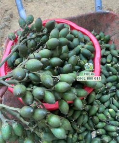 Cau ăn trầu trái dài