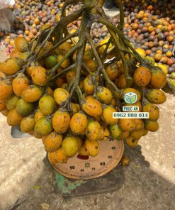 1 buồng cau ăn trầu trái dài say quả