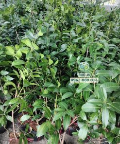 Cây giống thanh trà chua do Phúc An cung cấp