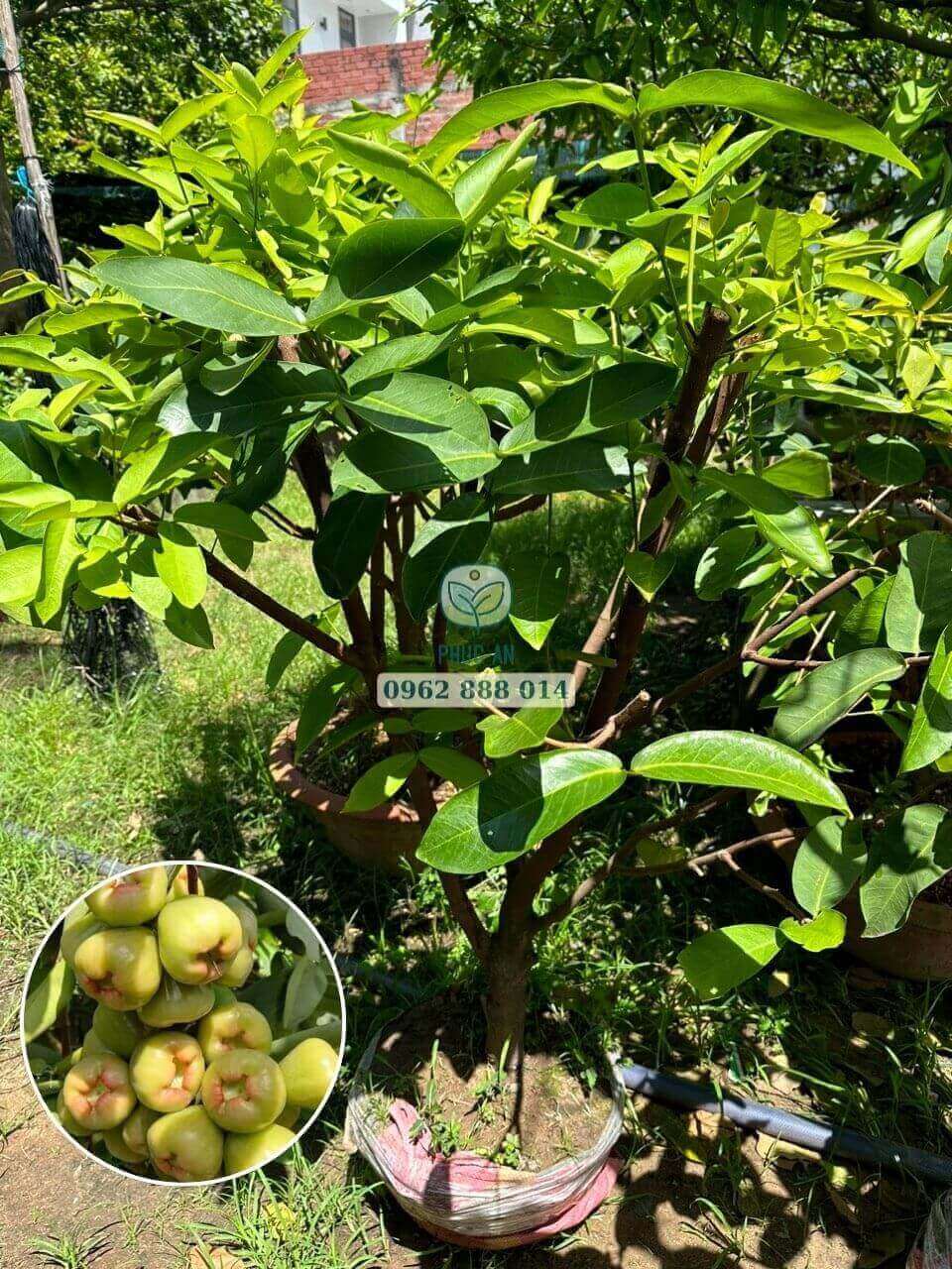 Cây ăn trái lớn