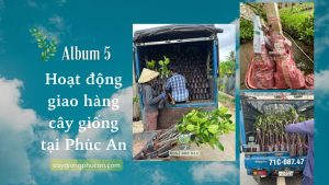 Hoạt động giao hàng cây giống phúc an