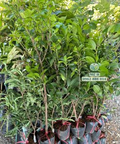 Cây giống thanh trà chua, nhánh chiết Phúc An bán cho khách hàng