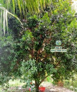 Cây thanh trà ở miền tây