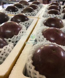 Vú sữa tím tứ quý cho năng suất rất cao