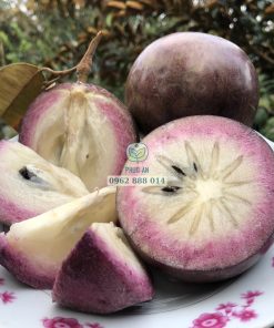 Cận cảnh trái vú sữa tím tứ quý Sóc Trăng