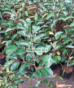 Cây giống vú sữa tím tứ quý do Phúc An cung cấp