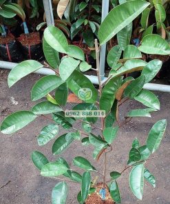 Cây giống vú sữa tím tứ quý do Phúc An cung cấp