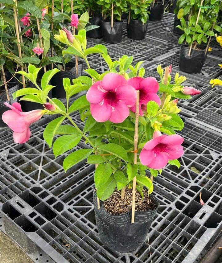 Hoa kiểng công trình