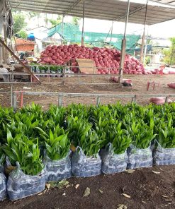 cau ăn trầu trái dài cây giống phúc an