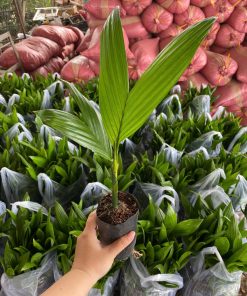 cau ăn trầu trái dài cây giống phúc an