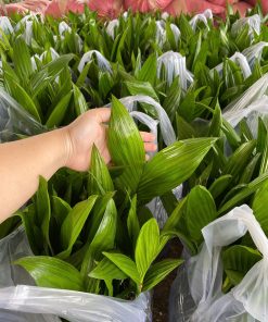 cau ăn trầu trái dài cây giống phúc an