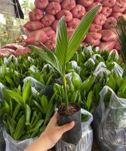 cau ăn trầu trái dài cây giống phúc an