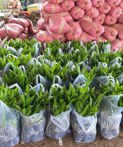 cau ăn trầu trái dài cây giống phúc an