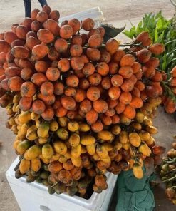 cau ăn trầu trái dài cây giống phúc an