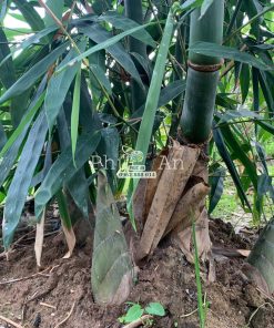 Tre điền trúc ra măng - Hình ảnh từ khách hàng đã trồng cây từ Phúc An